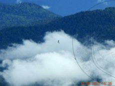 Сип-белоголовый_2